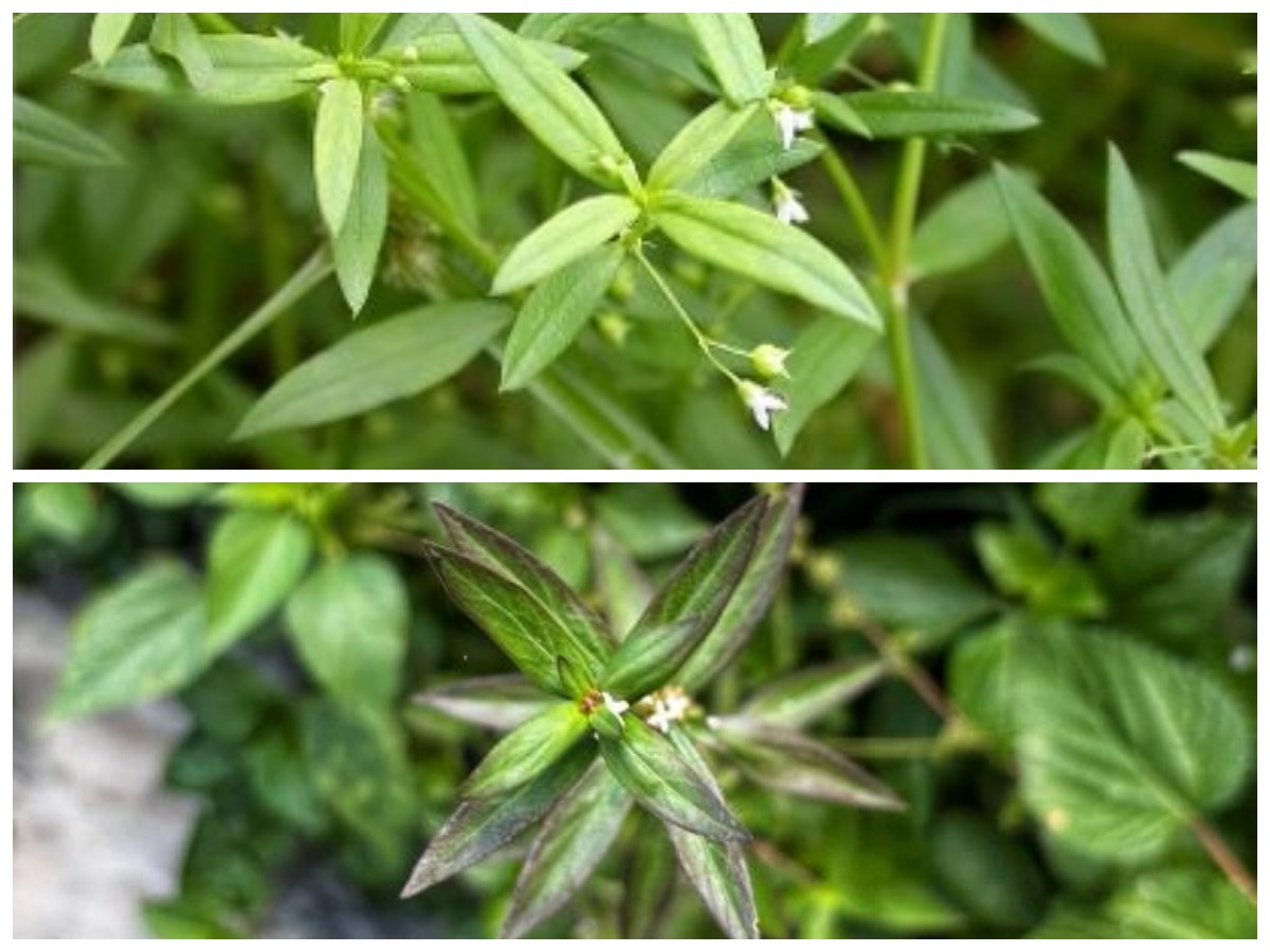 5 Keunggulan Rumput Mutiara yang Baik untuk Tubuh Anda