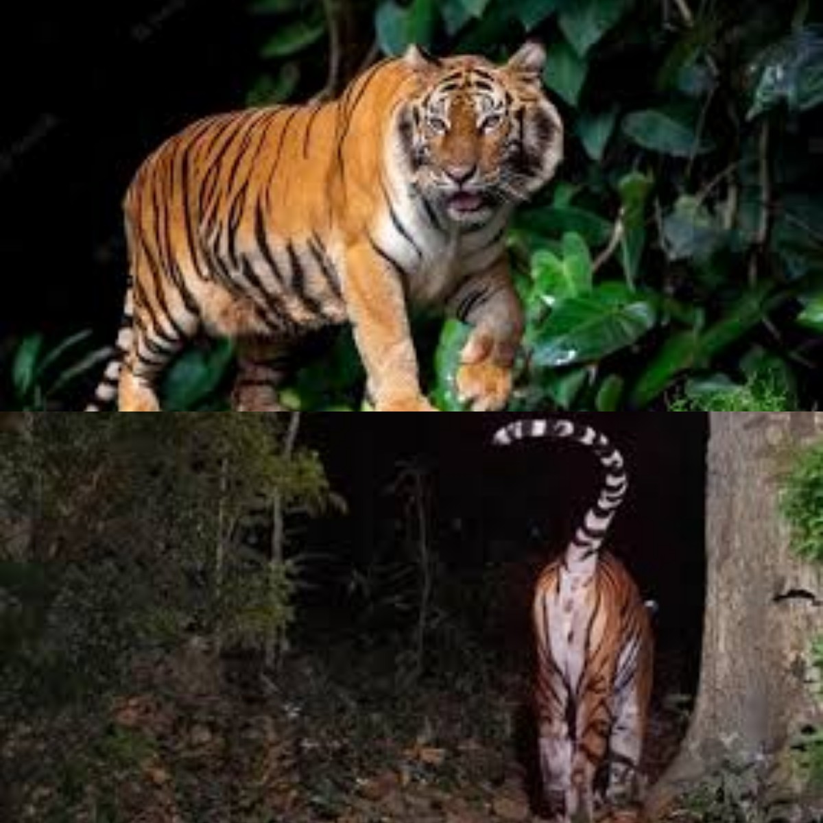 Diyakini Harimau Jawa Hidup di Hutan  Angker Jateng! Simak Fkatanya Disini! 
