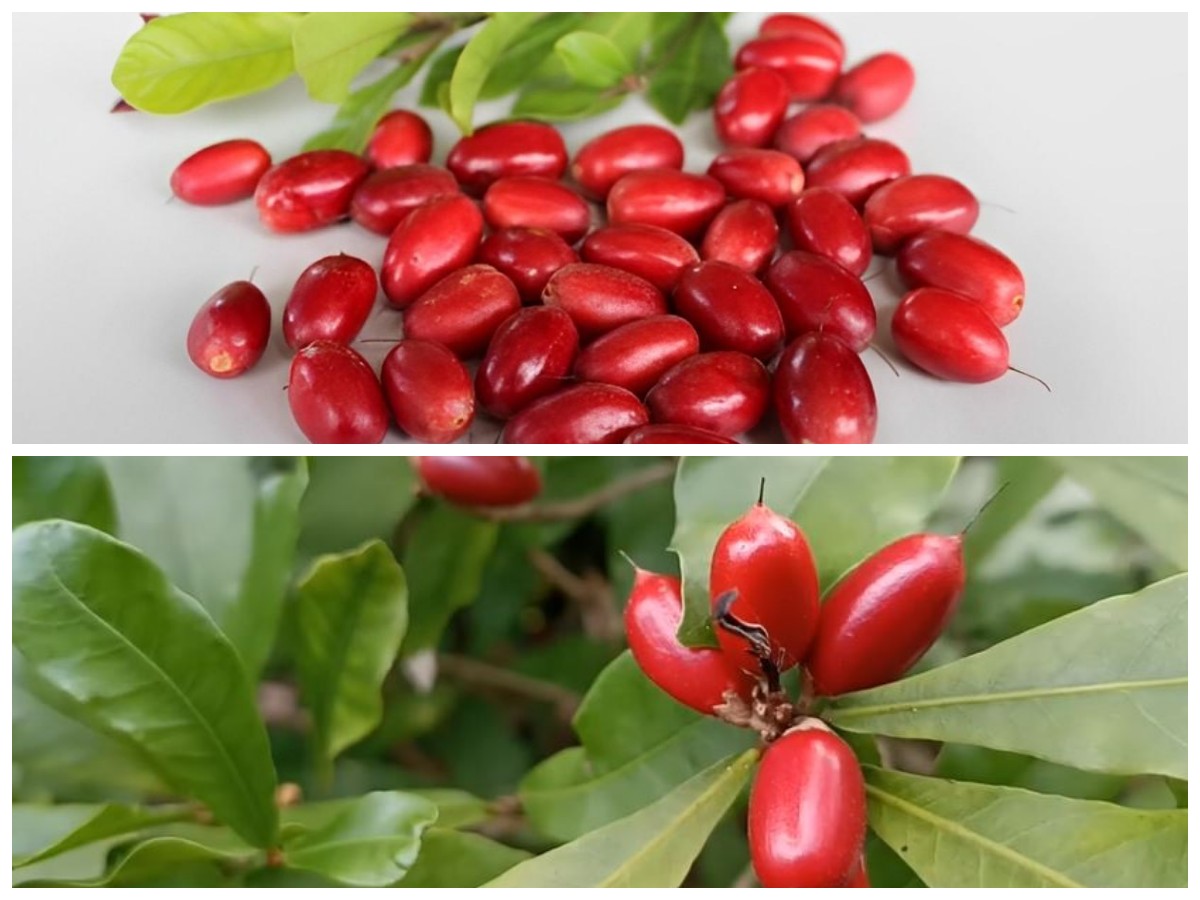 Kenali Miracle Fruit, Buah Unik dengan Khasiat Luar Biasa