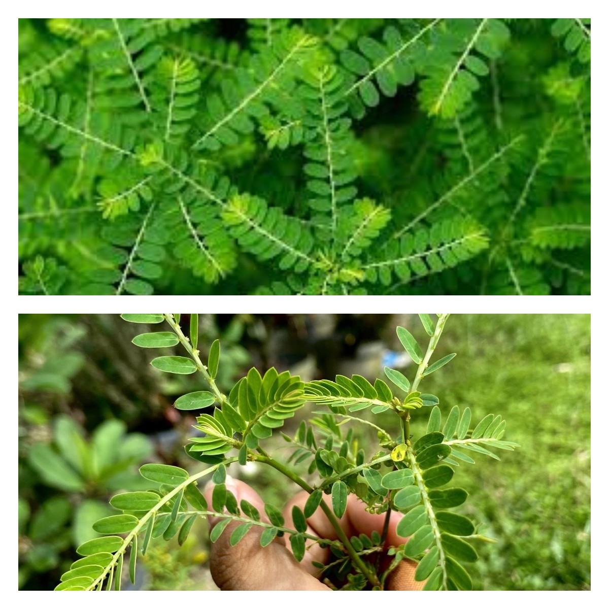 Daun Meniran, Ini Khasiat dan Dampak Negatifnya untuk Kesehatan