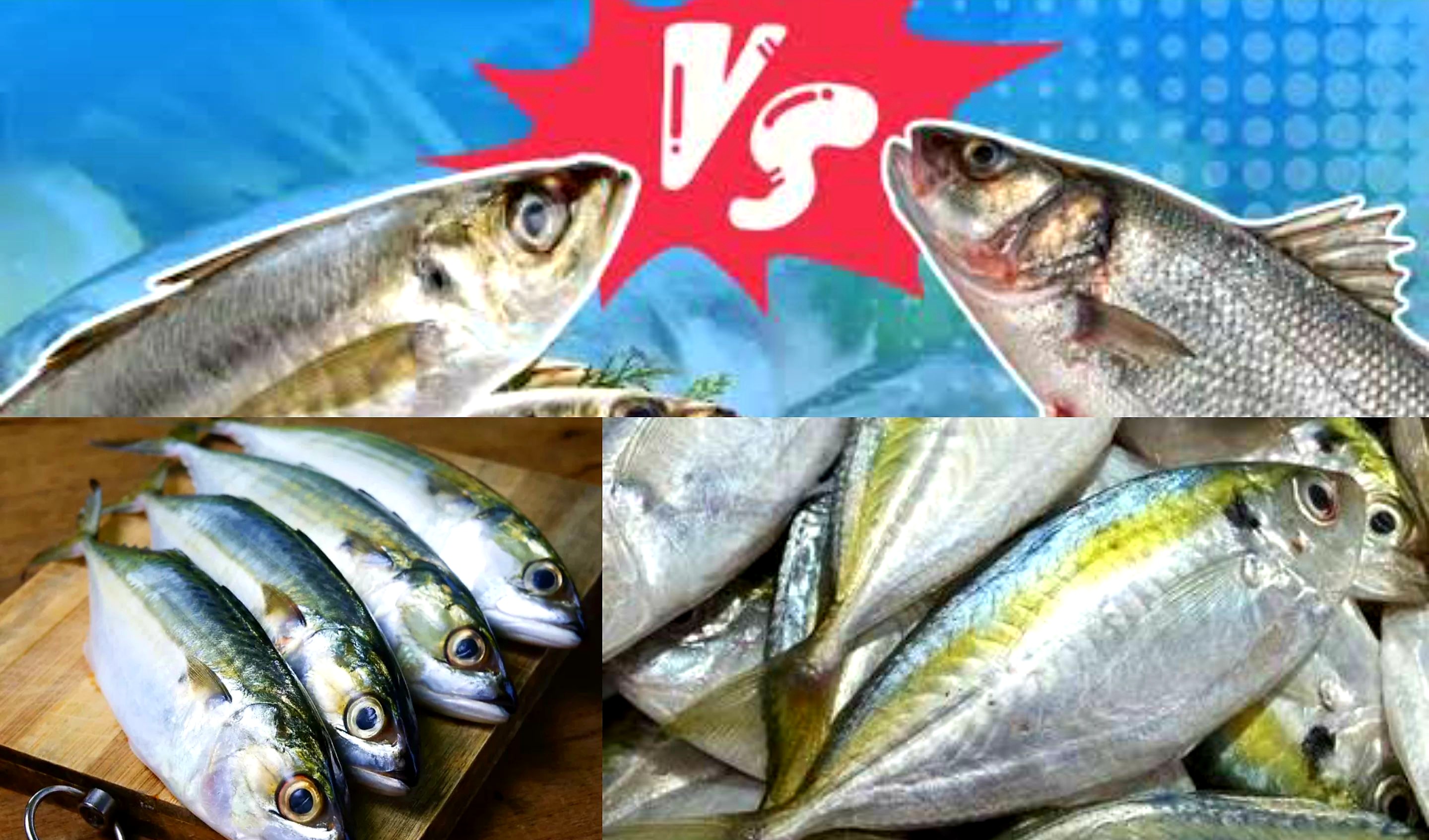 Gizi dan Nutri Lebih Tinggi dari Ikan Salmon. Ini Manfaat Ikan Kembung Untuk Kesehatan