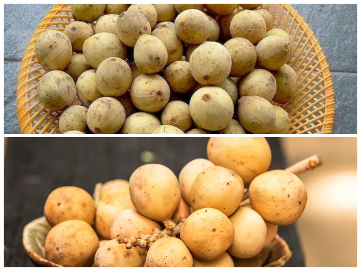 Manfaat Buah Duku untuk Tubuh: Khasiat Kesehatan yang Perlu Kamu Tahu!