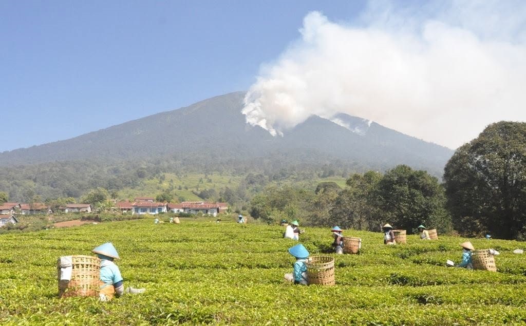 BPBD Pagar Alam Rekam 26 Kasus Karhutla, Dempo Selatan Terluas Lahan Terbakar 