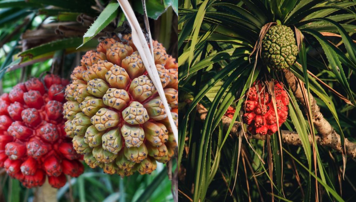 Rahasia Kesehatan dalam Setiap Suap Buah Hala