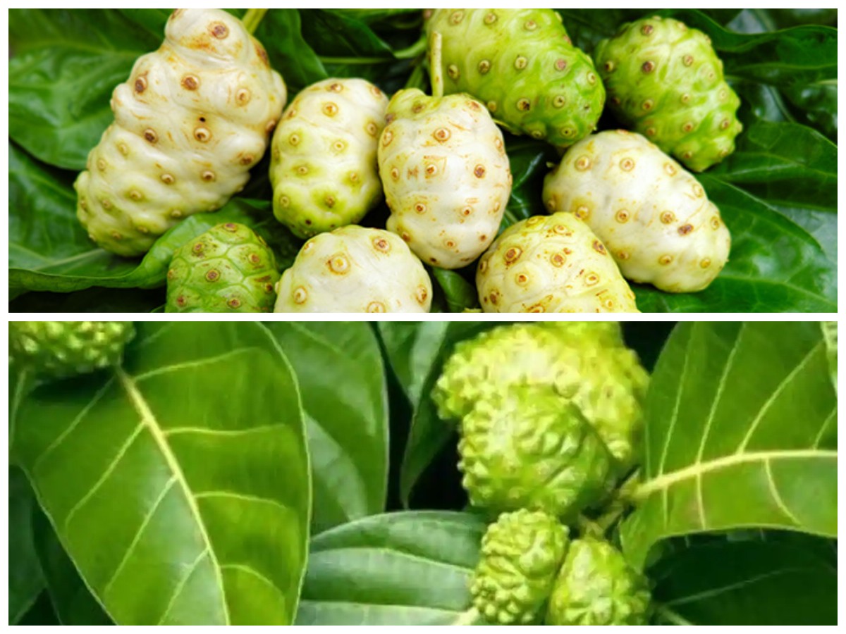 8 Manfaat Daun Mengkudu bagi Kesehatan Tubuh: Dari Menurunkan Gula Darah hingga Meningkatkan Imunitas!