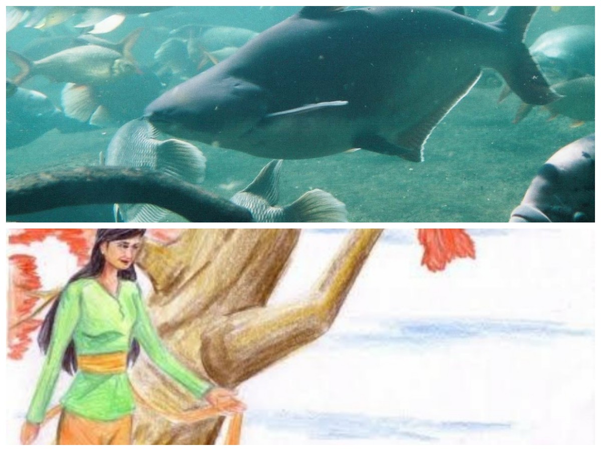 Legenda Ikan Patin dari Riau: Misteri Gadis Jelita yang Menjelma Makhluk Air