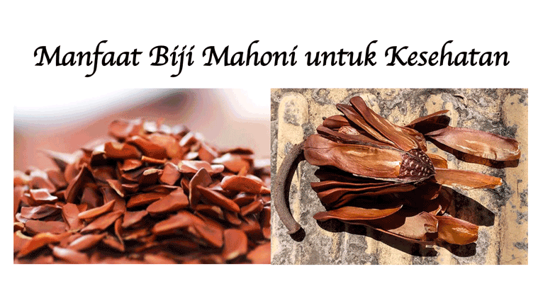 Apa Saja Manfaat Menakjubkan Biji dan Buah Mahoni untuk Kesehatan? Ini Daftar Khasiatnya!