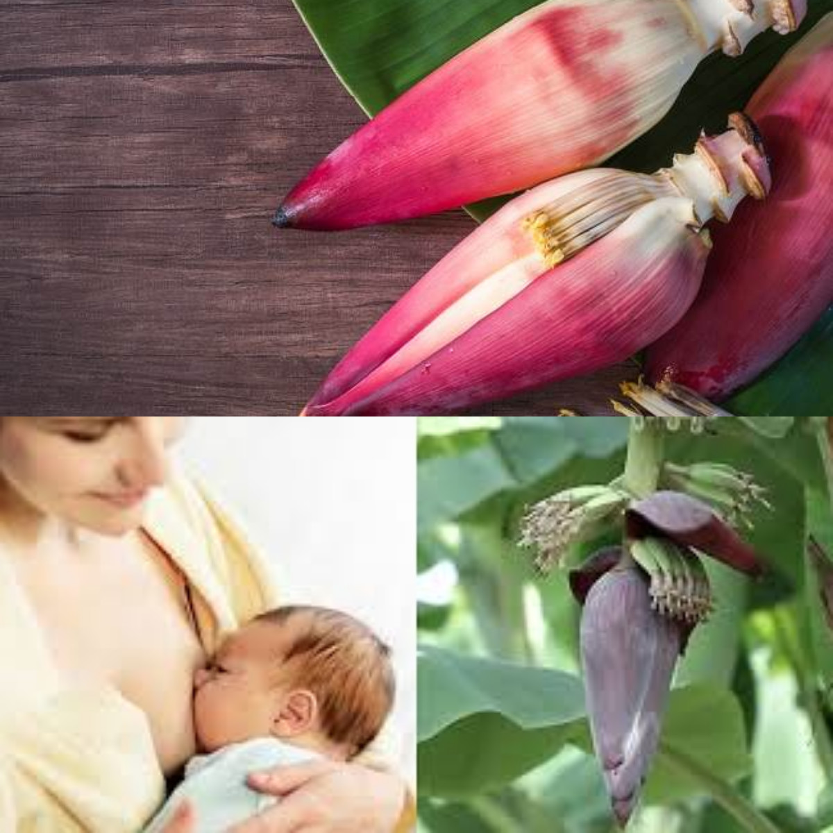 Manfaat jantung pisang untuk ibu menyusui Dan Kaya Dengan Nutrisi!