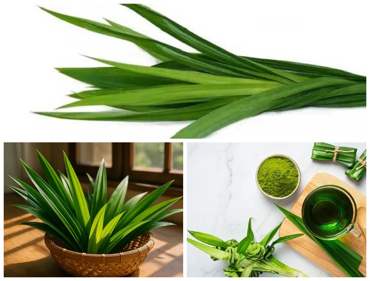 Manfaat Daun Pandan bagi Kesehatan: Aromanya Harum, Khasiatnya Luar Biasa!