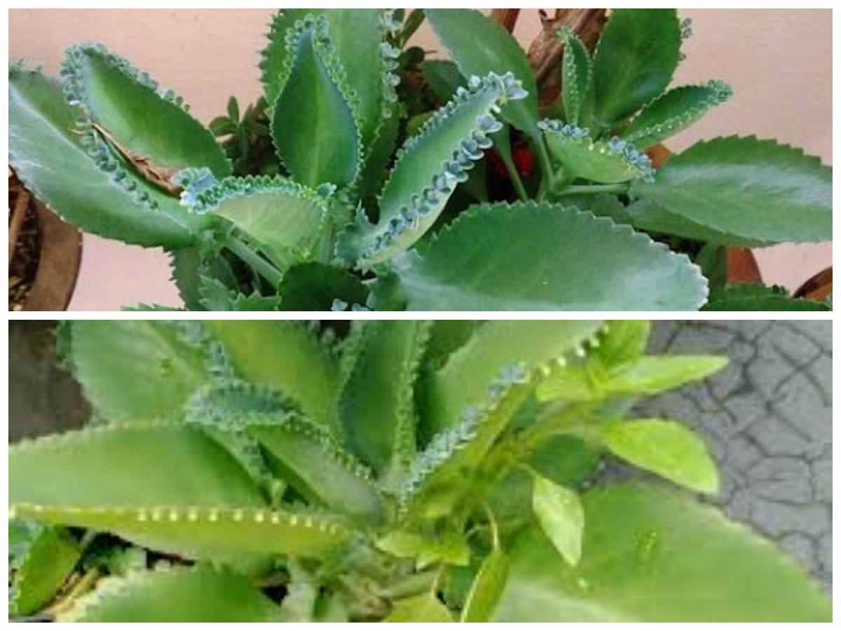 5 Manfaat Daun Cocor Bebek untuk Kesehatan Lengkap dengan Cara Mengolahnya