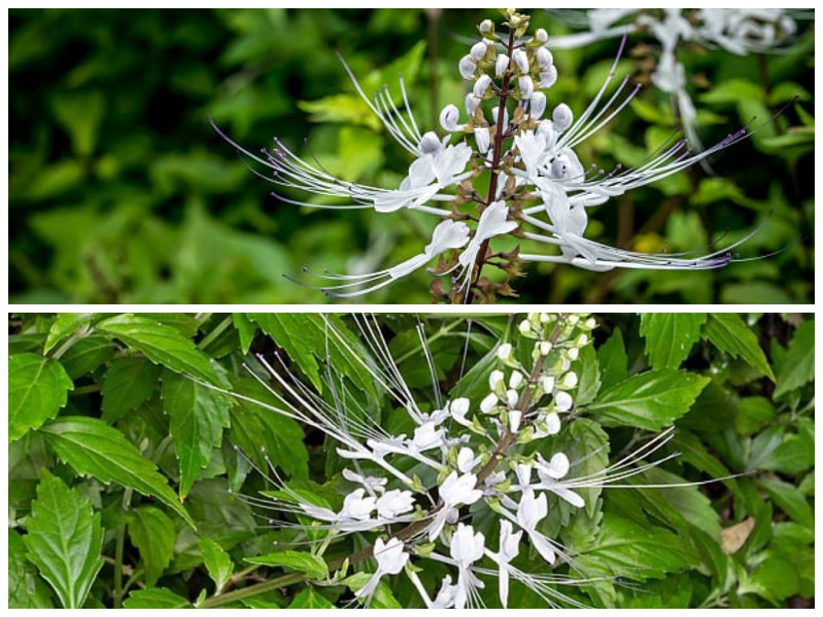 Rahasia Sehat: 9 Manfaat Kumis Kucing yang Perlu Anda Ketahui