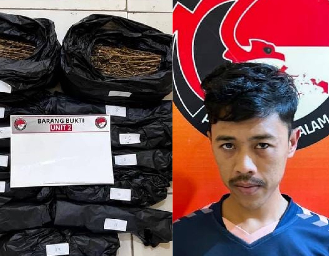 Pengedar Ganja Digerebek Dikostan, Amankan 2,3 Kg Ganja Siap Edar