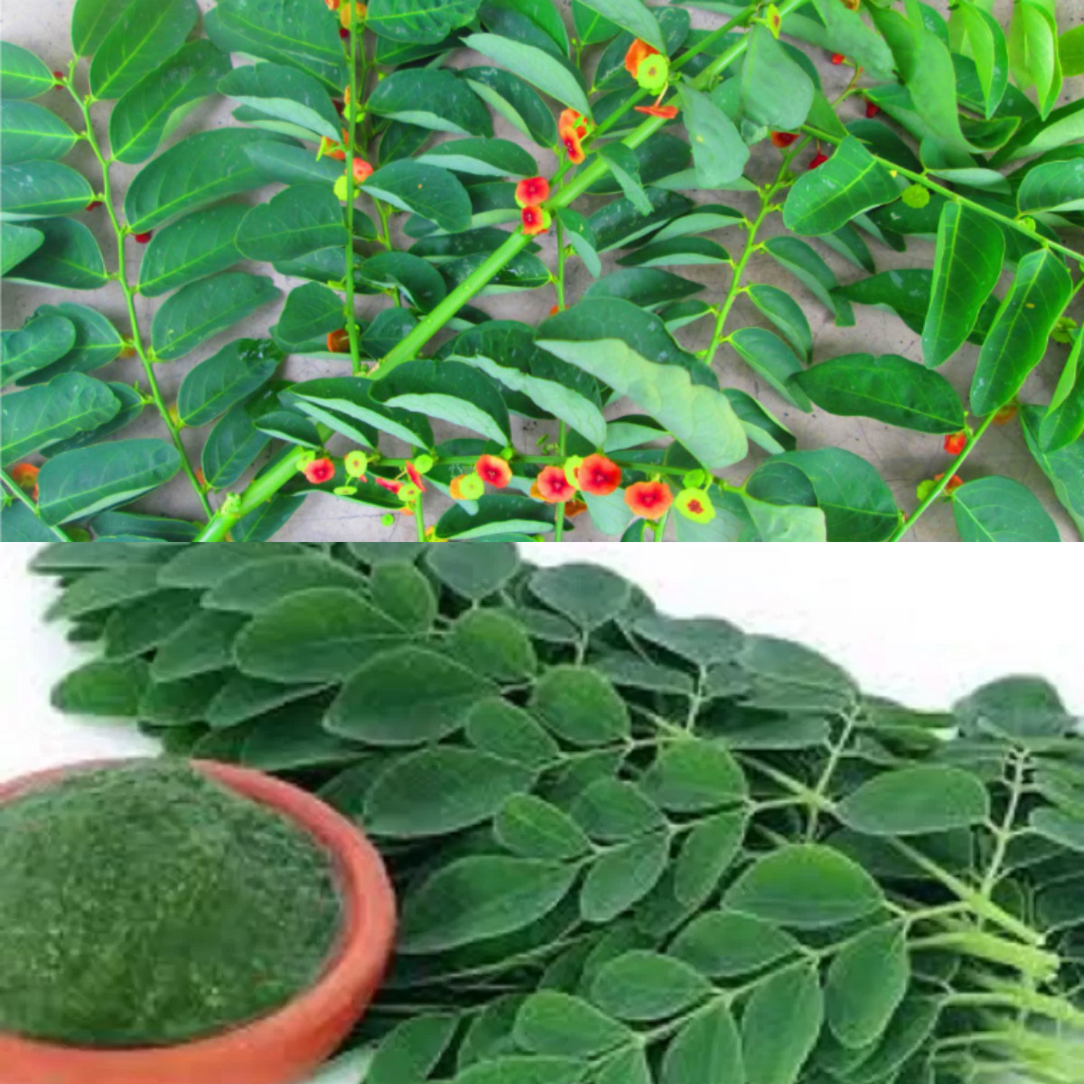 5 Kegunaan Daun Katuk, Membantu Mencegah Anemia sampai Infeksi