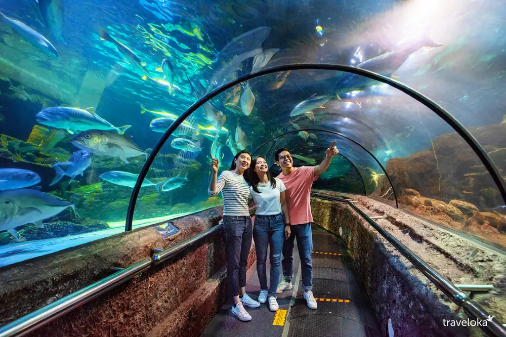 Dunia Akuatik Spektakuler, Menikmati Keindahan Terumbu Karang di 5 Wisata Aquarium Terbesar