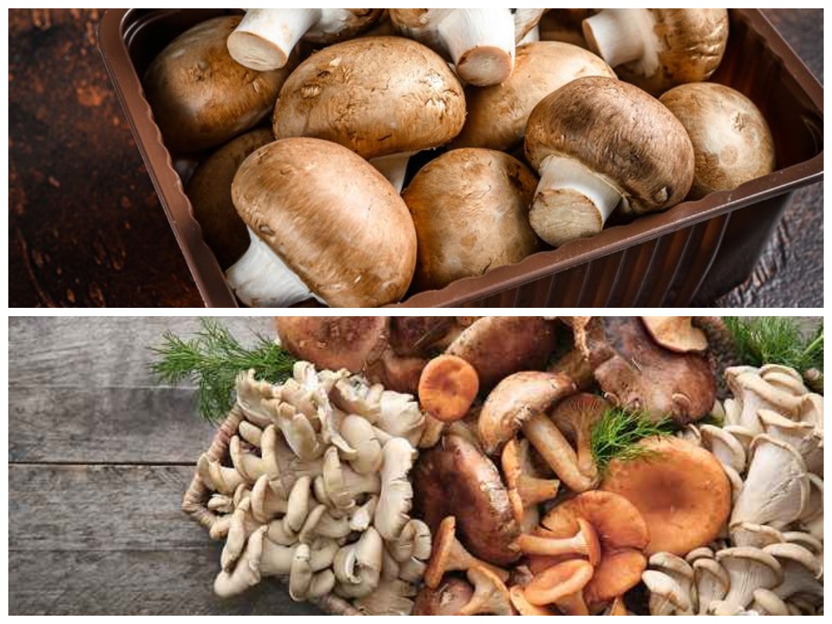 Jamur: Khasiat untuk Kesehatan dan Potensi Efek Samping yang Harus Diketahui