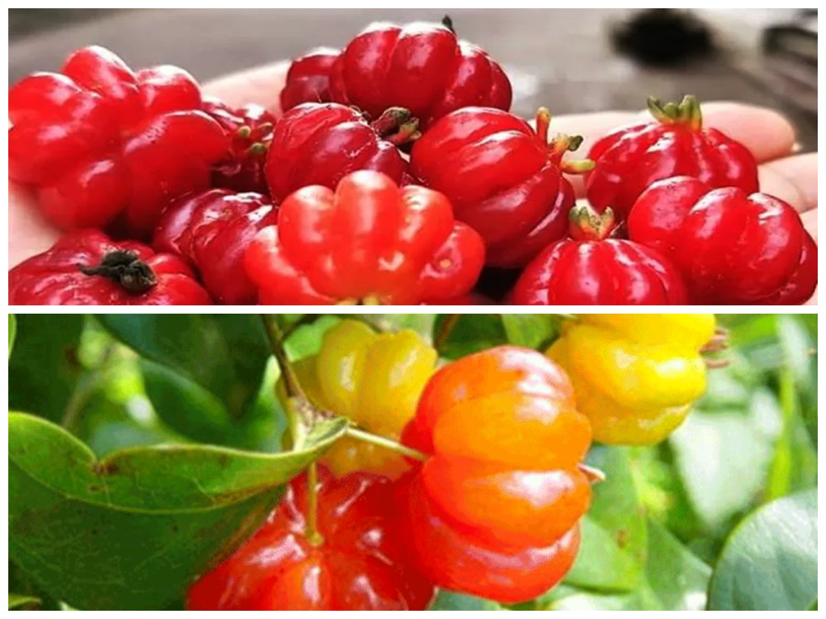 Keajaiban Buah Dewandaru: Khasiat Tersembunyi yang Bermanfaat untuk Tubuh