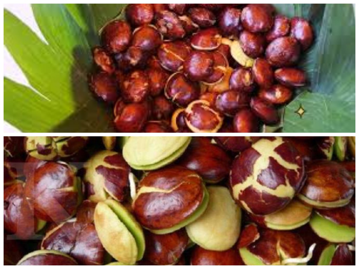 Kenali 8 Manfaat Jengkol untuk Kesehatan dan Hal yang Perlu Diperhatikan