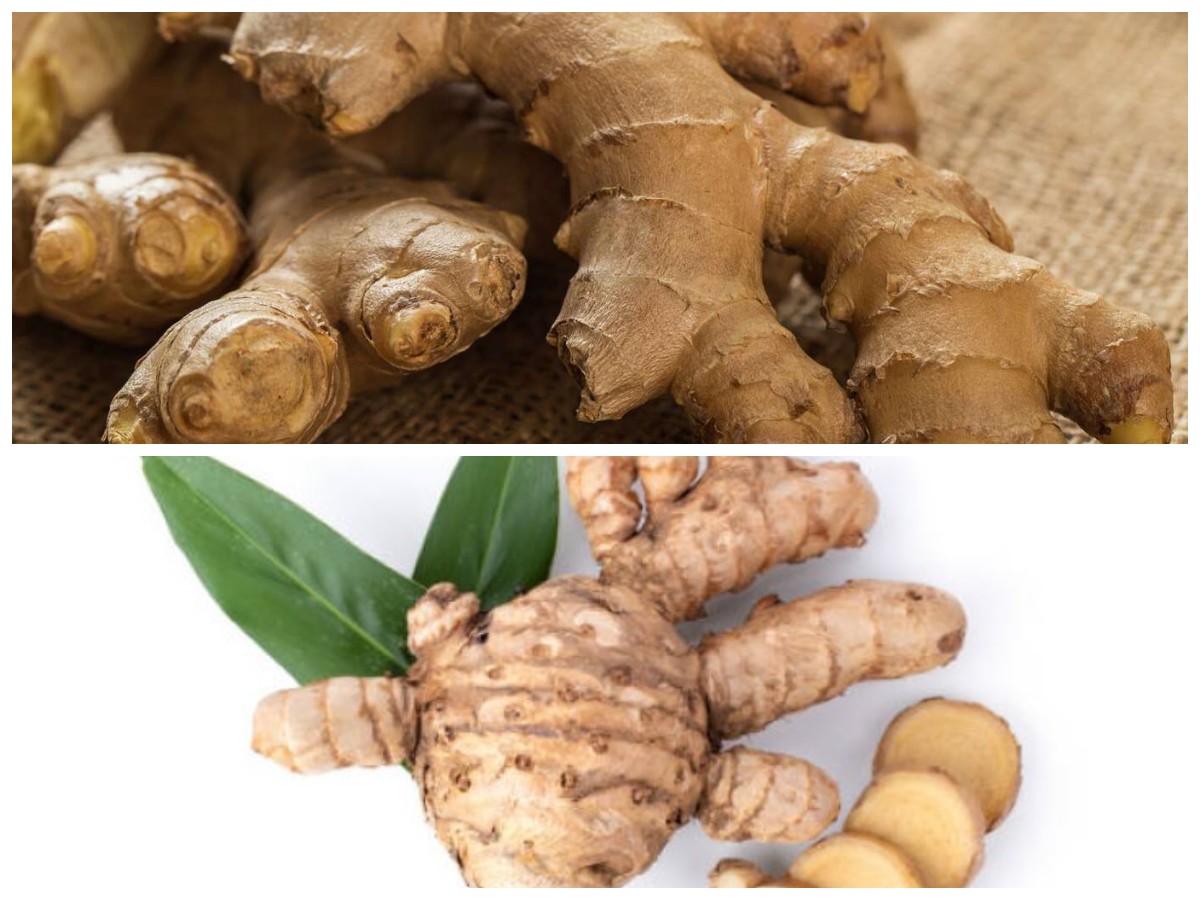 Temulawak, Ramuan Herbal Nusantara: Rahasia Kesehatan Alami dari Tanaman Asli Indonesia