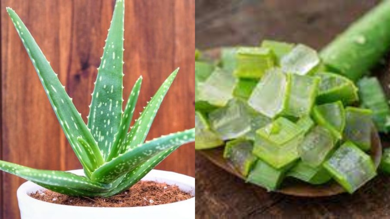 Simak! 10 Manfaat Lidah Buaya Untuk Kesehatan Kulit Yang Luar Biasa