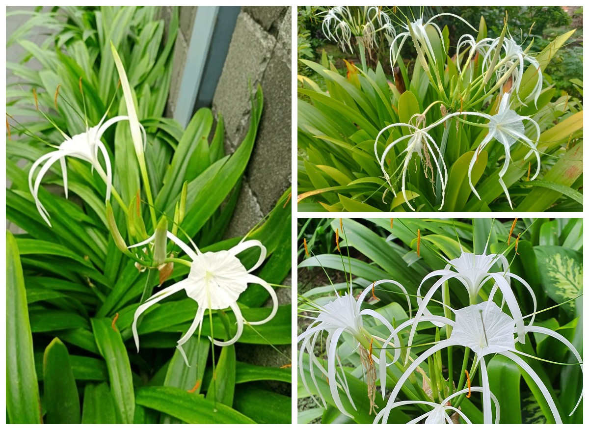 Rahasia Daun Bakung: Tanaman Liar dengan Segudang Manfaat bagi Kesehatan Tubuh!