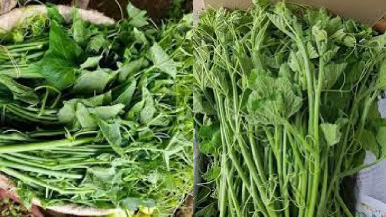 Inilah Kandungan Nutrisi Dan Manfaat Daun Labu Siam Untuk Kesehatan Tubuh!