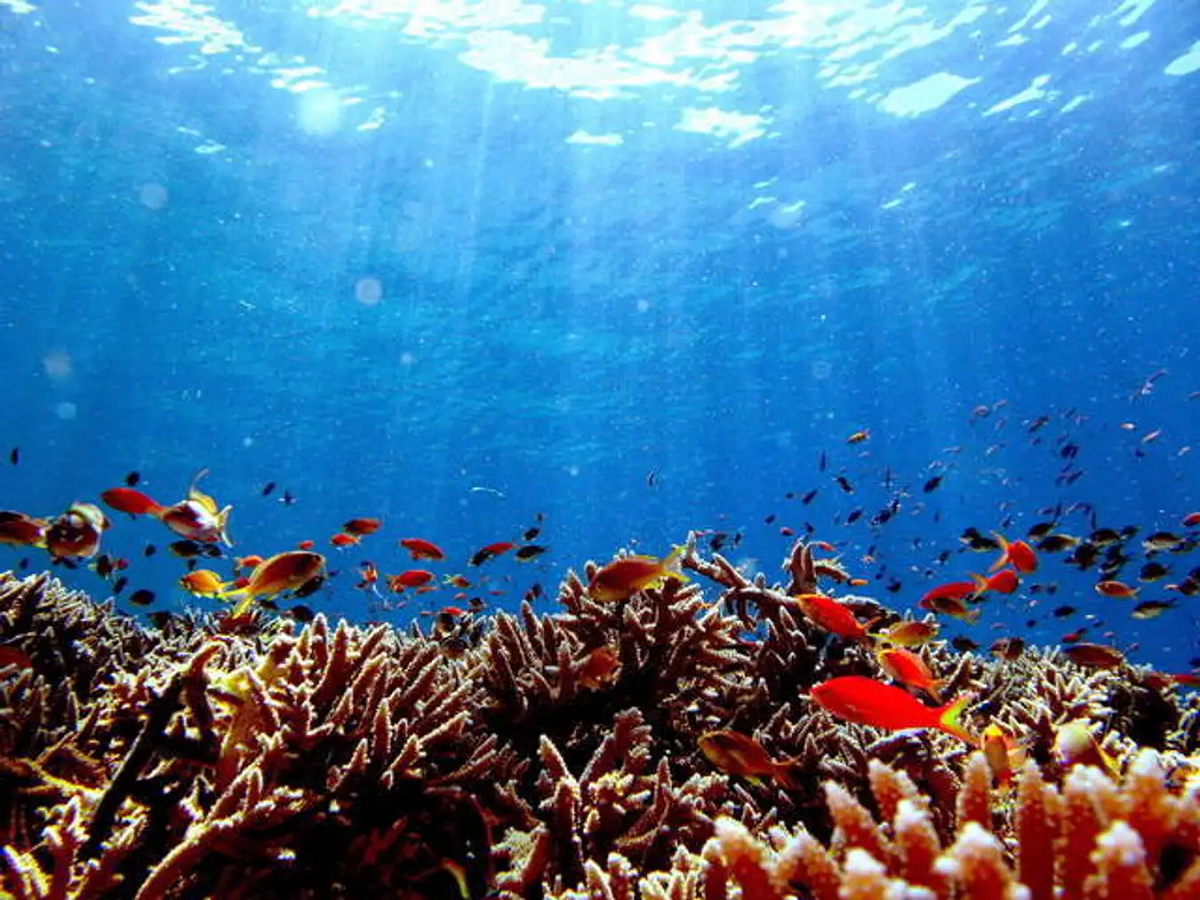 Mempesona! Wakatobi Punya 4 Spot Snorkeling yang Cocok Untuk Pemula, Cek Disini