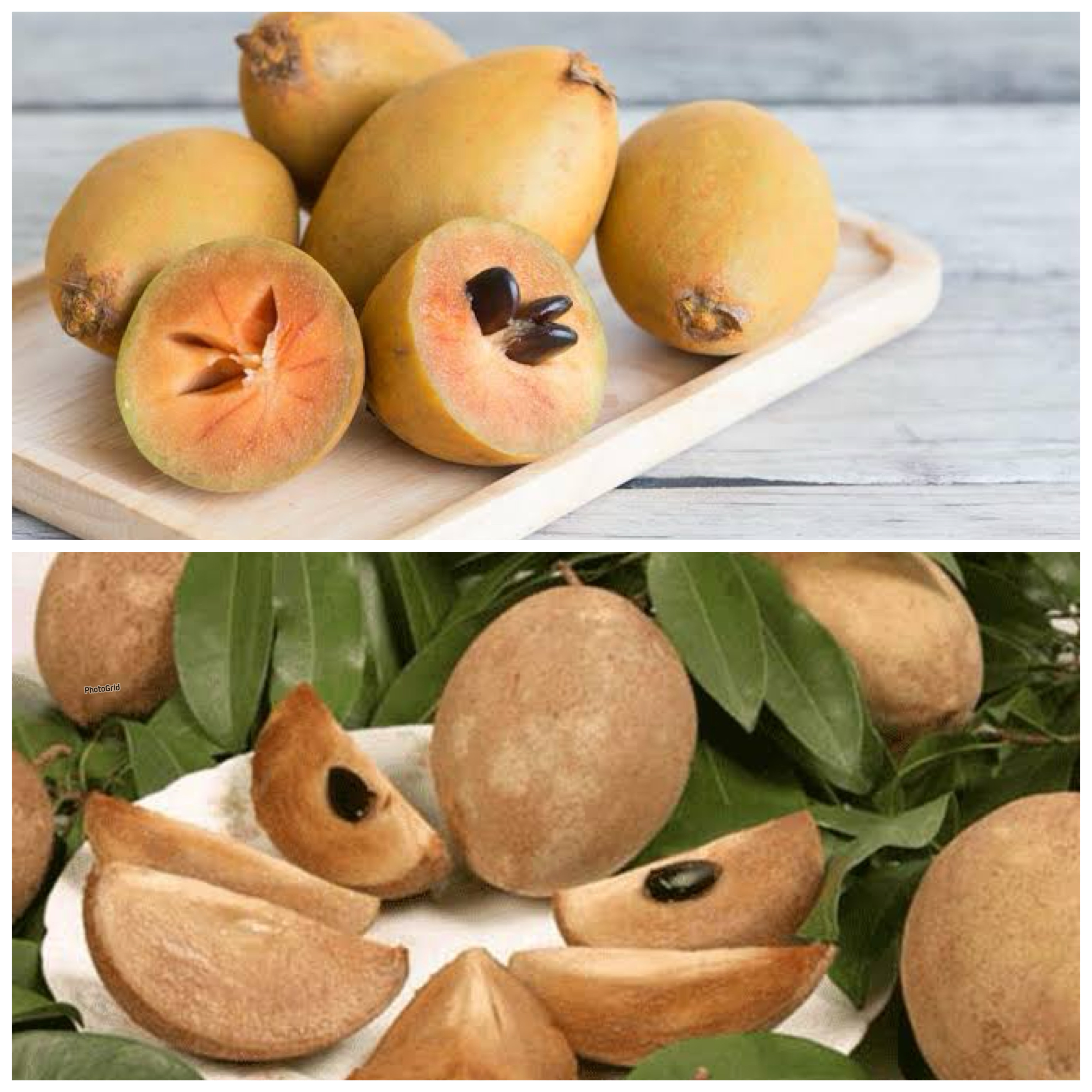 Manfaat Buah Sawo bagi Kesehatan Tubuh, Kaya Nutrisi dan Baik untuk Imunitas!