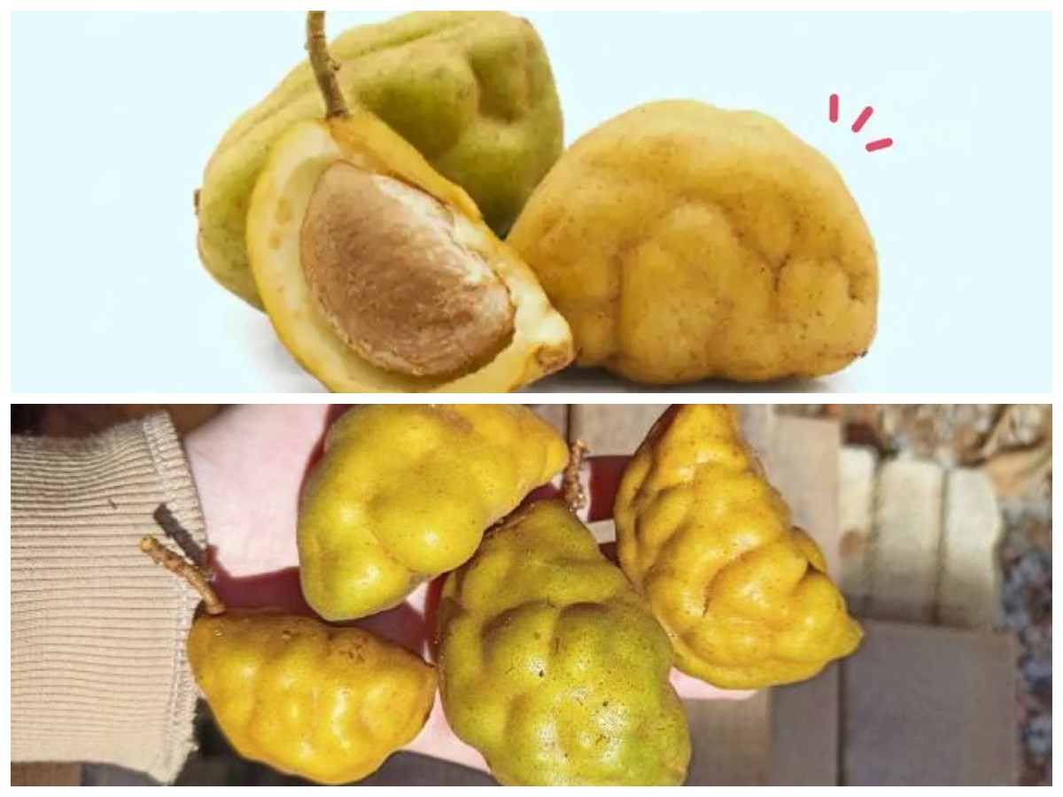 Rahasia Sehat dari Buah Namnam: Kandungan Gizi dan Khasiat Alaminya