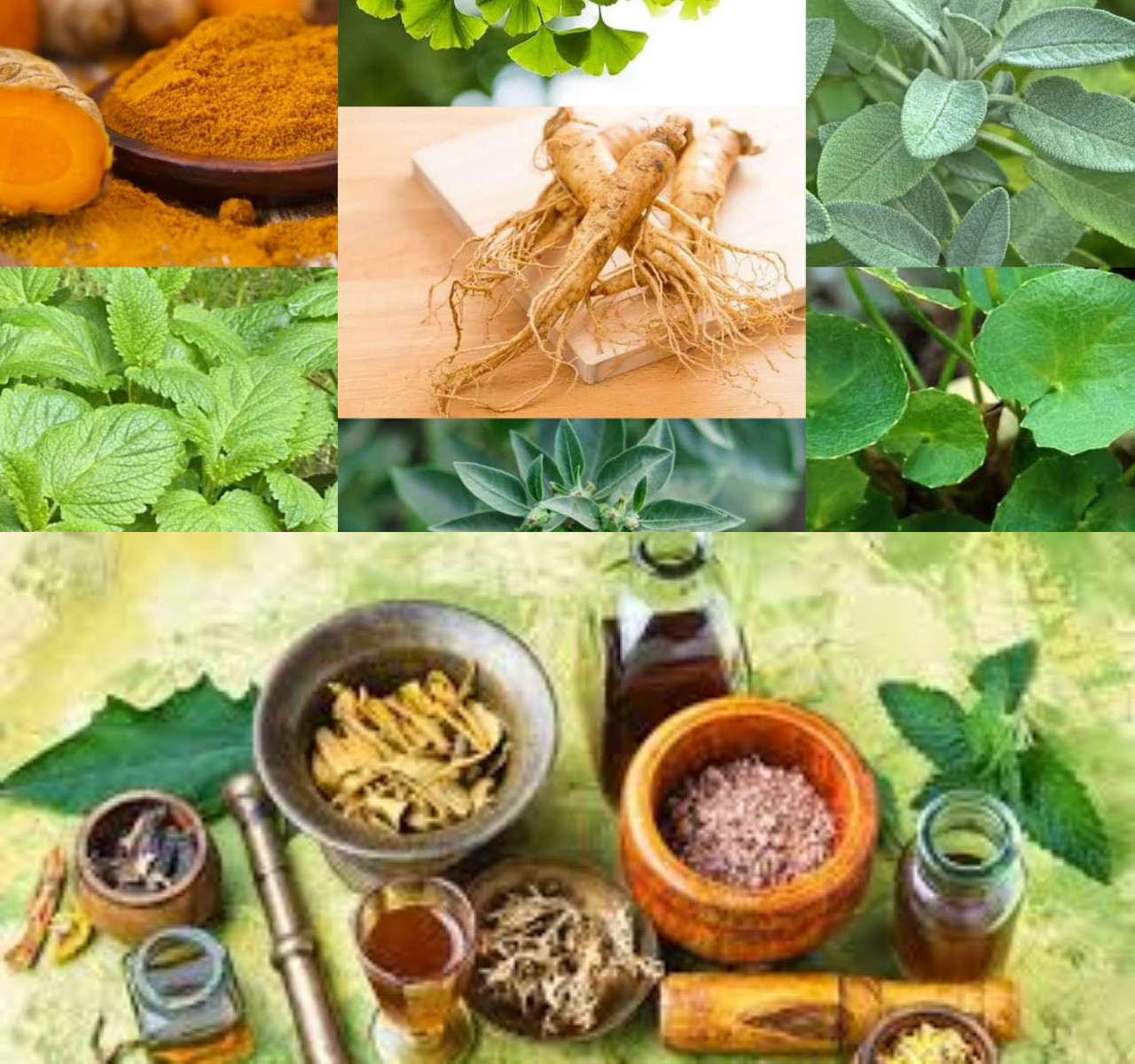  Inilah Daftar 12 Tanaman Herbal dan Khasiatnya untuk Kesehatan Manusia!