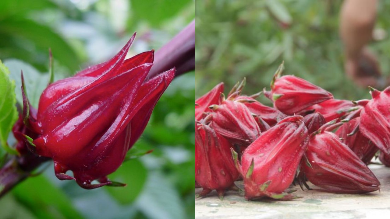 Rosela dan Manfaatnya bagi Kesehatan, Cocok untuk Konsumsi Harian!