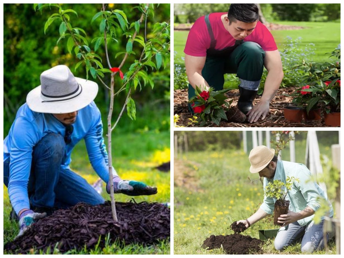 Manfaat Menanam Pohon di Sekitar Rumah: Menyegarkan Udara dan Menjaga Keseimbangan Lingkungan!