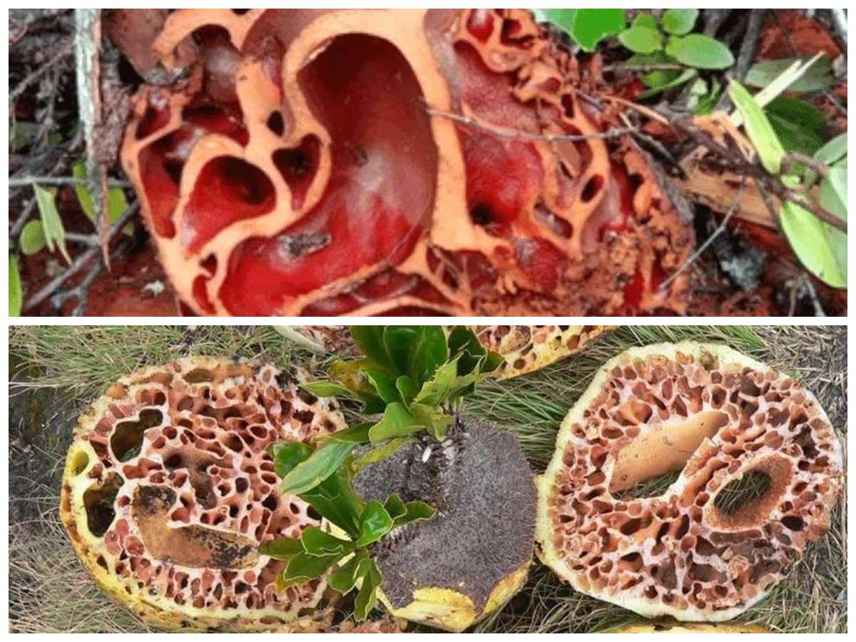 Rahasia Kesehatan: 7 Manfaat Sarang Semut yang Mengagumkan