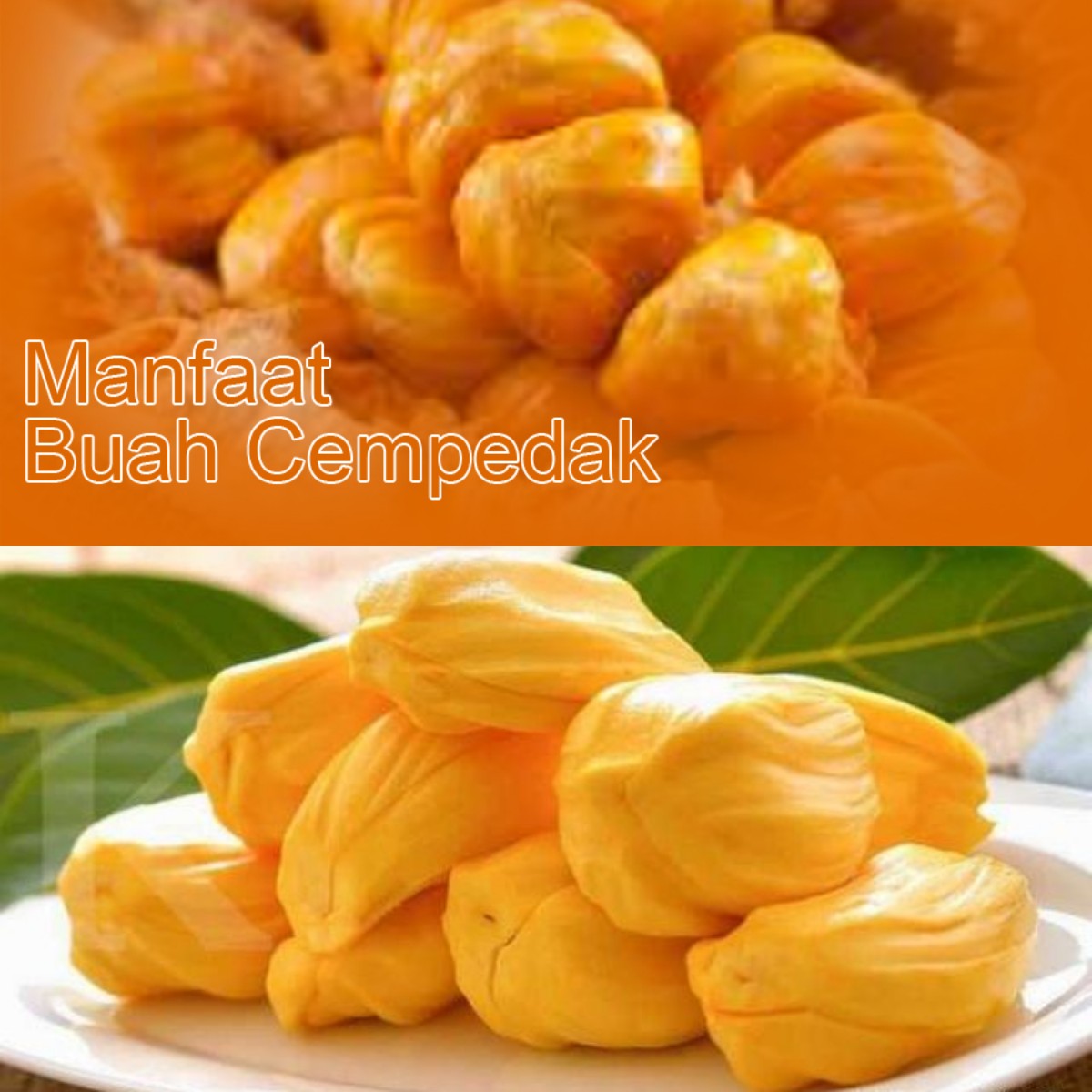 Siapa Bilang Buah Cempedak Tidak Sehat?! Ini 5 Manfaatnya!