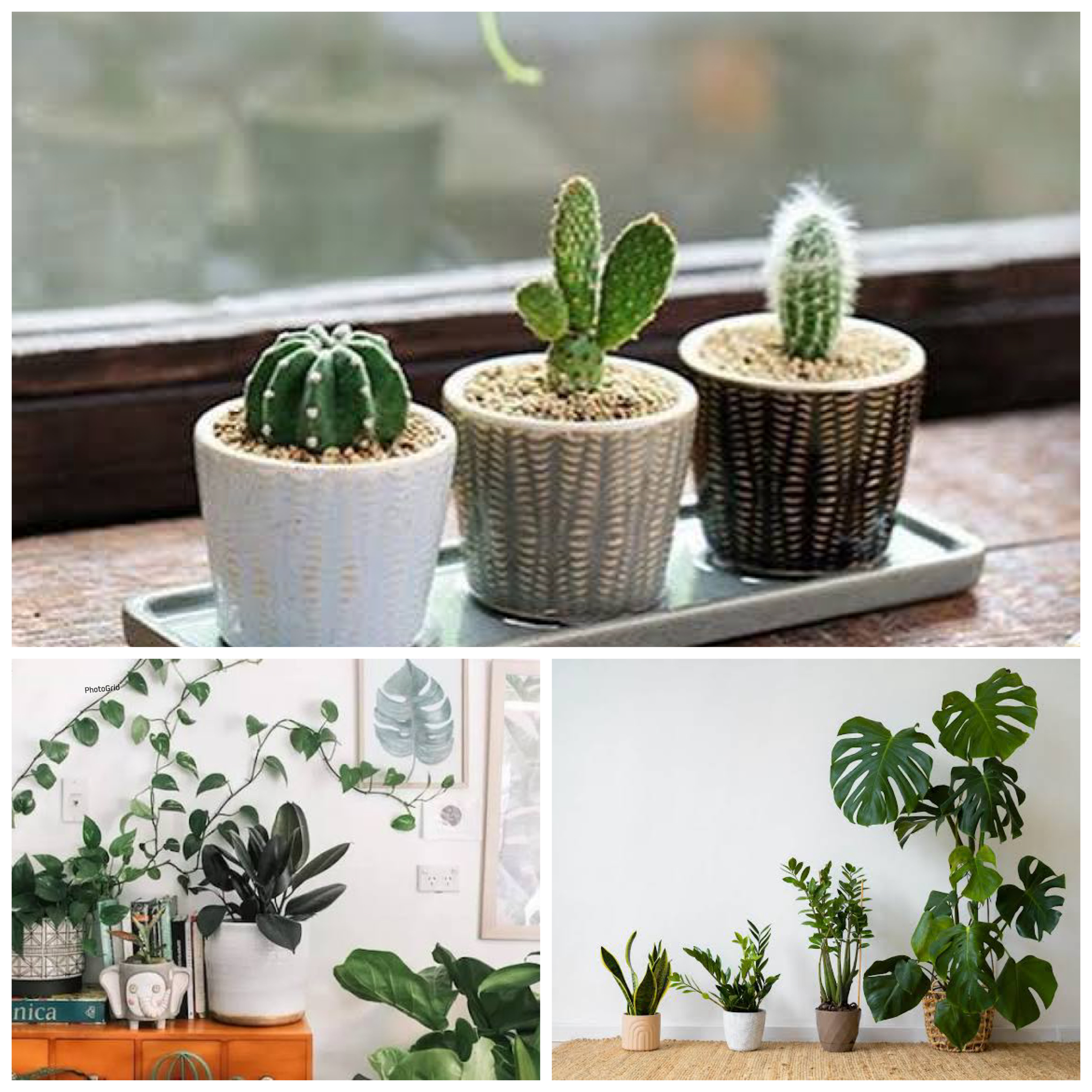 Rumah Makin Estetik! Ini 6 Tanaman Hias Meja yang Cantik dan Mudah Dirawat!