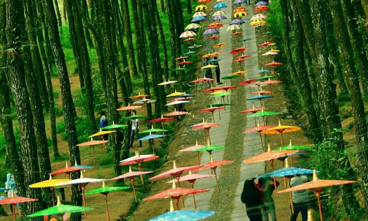 Instagramable! Berswafoto dan Nikmati Keindahan Hutan Pinus Kragilan Magelang yang Bikin Betah