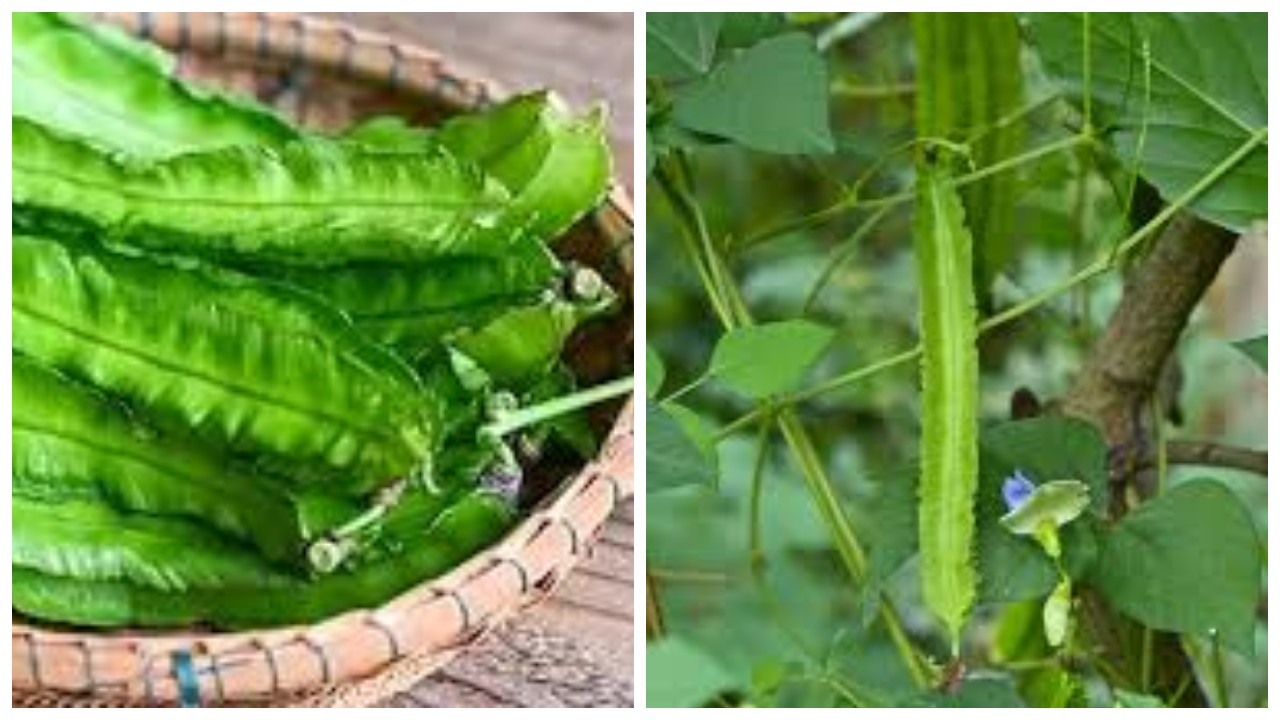 9 Kegunaan Kecipir untuk Kesehatan yang Jarang Diketahui