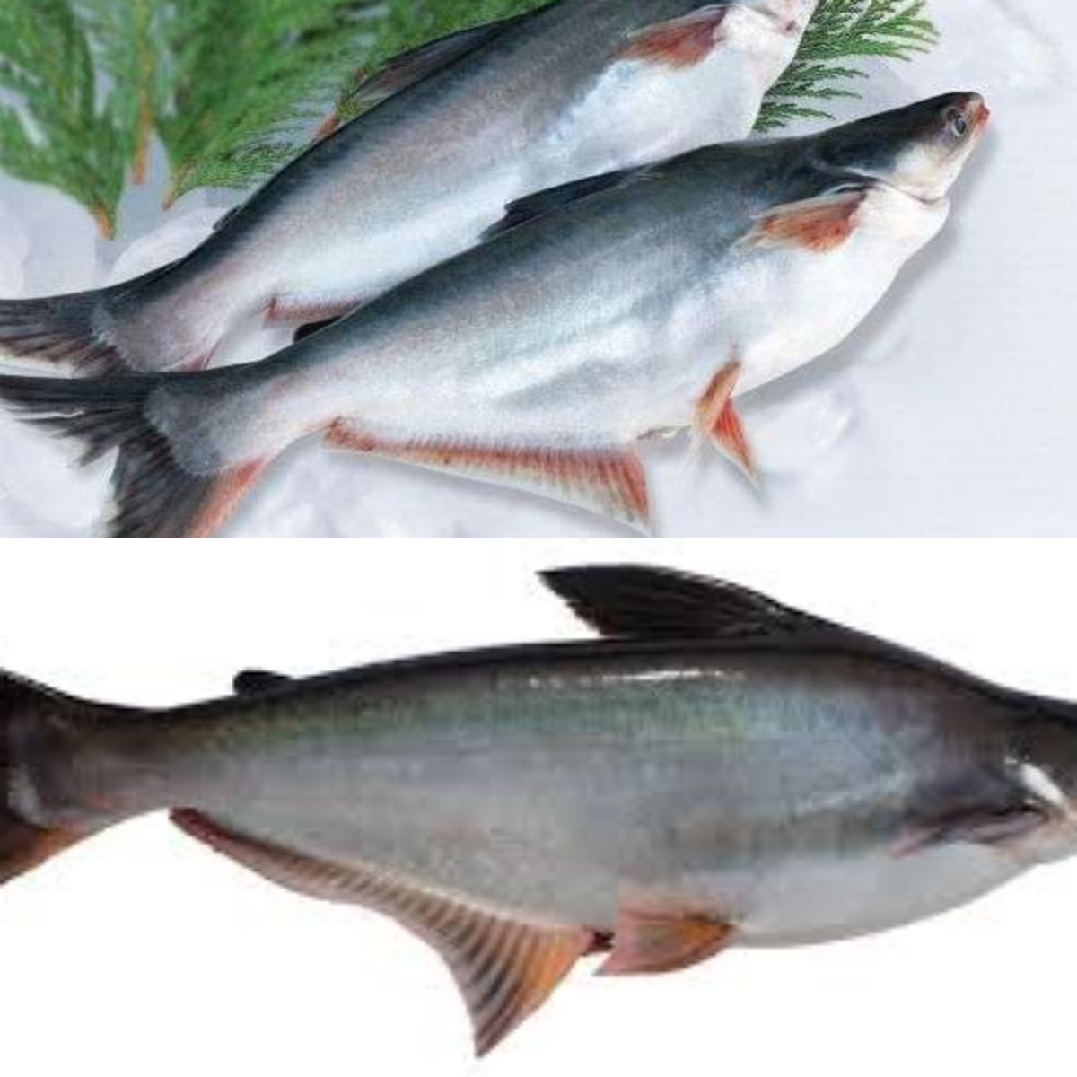 Segudang Manfaat Ikan Patin untuk Kesehatan!