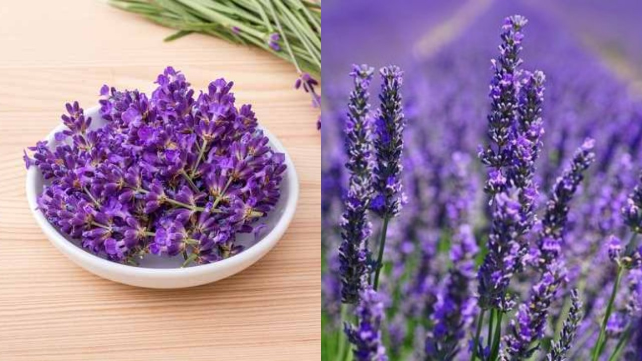 Bunga Lavender, Aromaterapi Alami untuk Meningkatkan Kualitas Tidur!