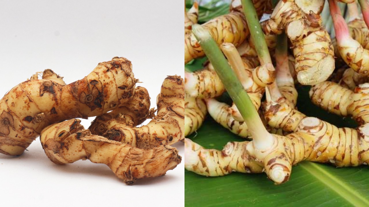 Catat! Inilah Manfaatnya Sebuah Lengkuas bagi Kesehatan