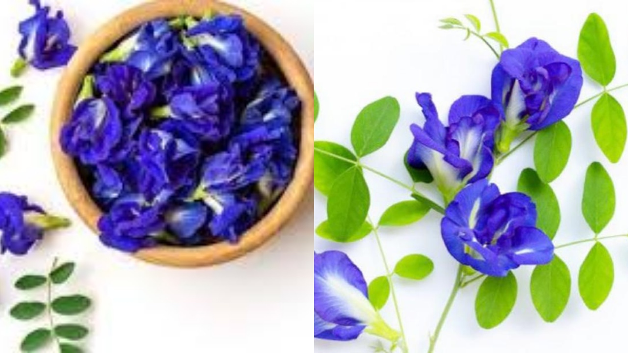  Simak 6 Manfaat Bunga Telang Untuk Mencerahkan Kulit Wajah!