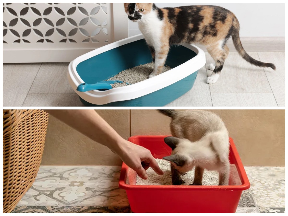 Rumah Kecil Bebas Bau Kucing: 7 Tips Praktis Menjaga Kandang Tetap Bersih dan Segar