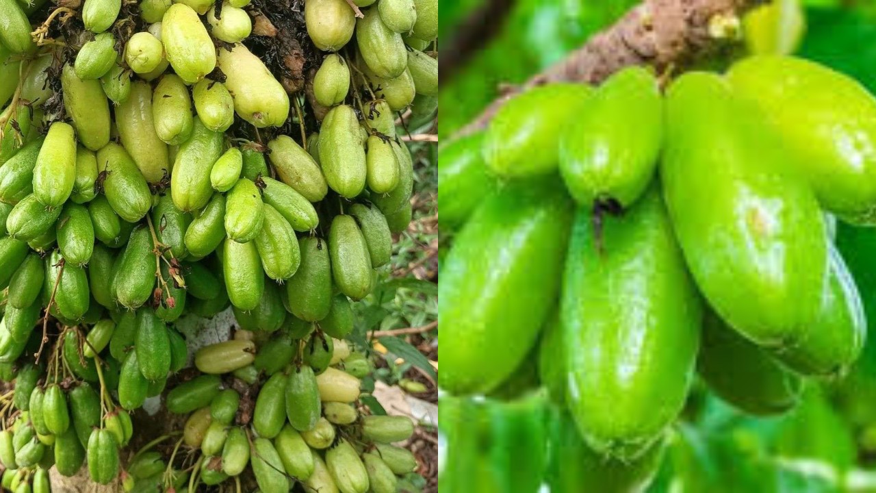 Belimbing Wuluh, Bantu Atasi Jerawat Dan Masih Banyak Lagi Manfaatnya!