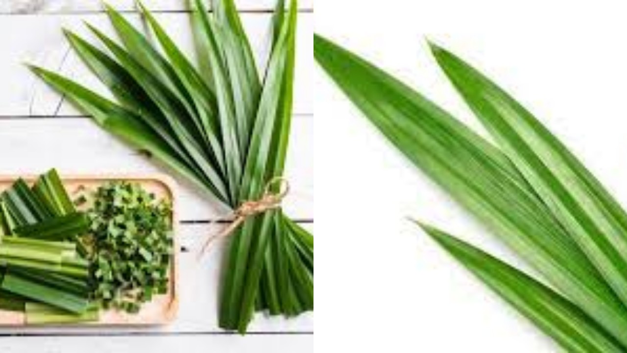 Yuk Intip! 7 Khasiat Daun Pandan Untuk Kesehatan Pria Yang Jarang Diketahui