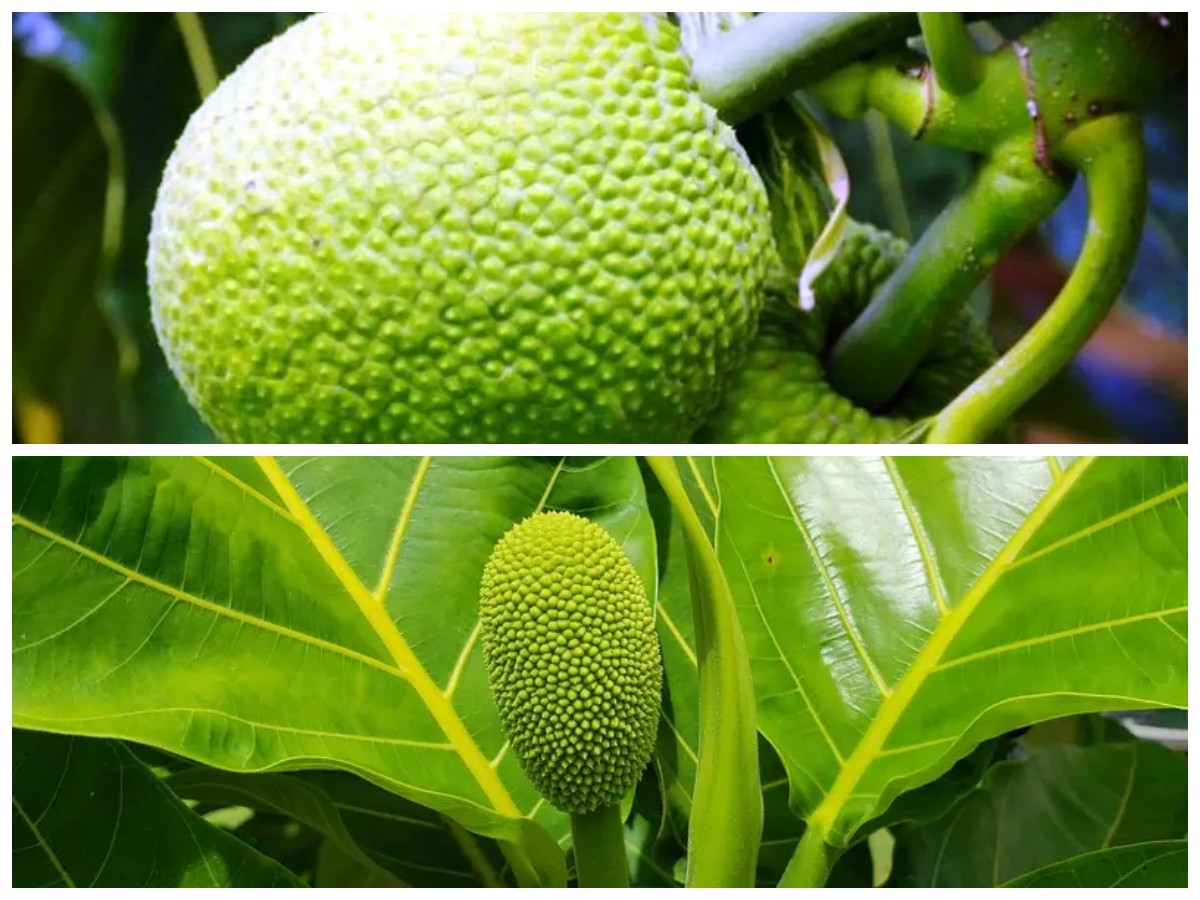 Manfaat Buah Sukun: 8 Khasiat yang Bikin Tubuh Lebih Sehat