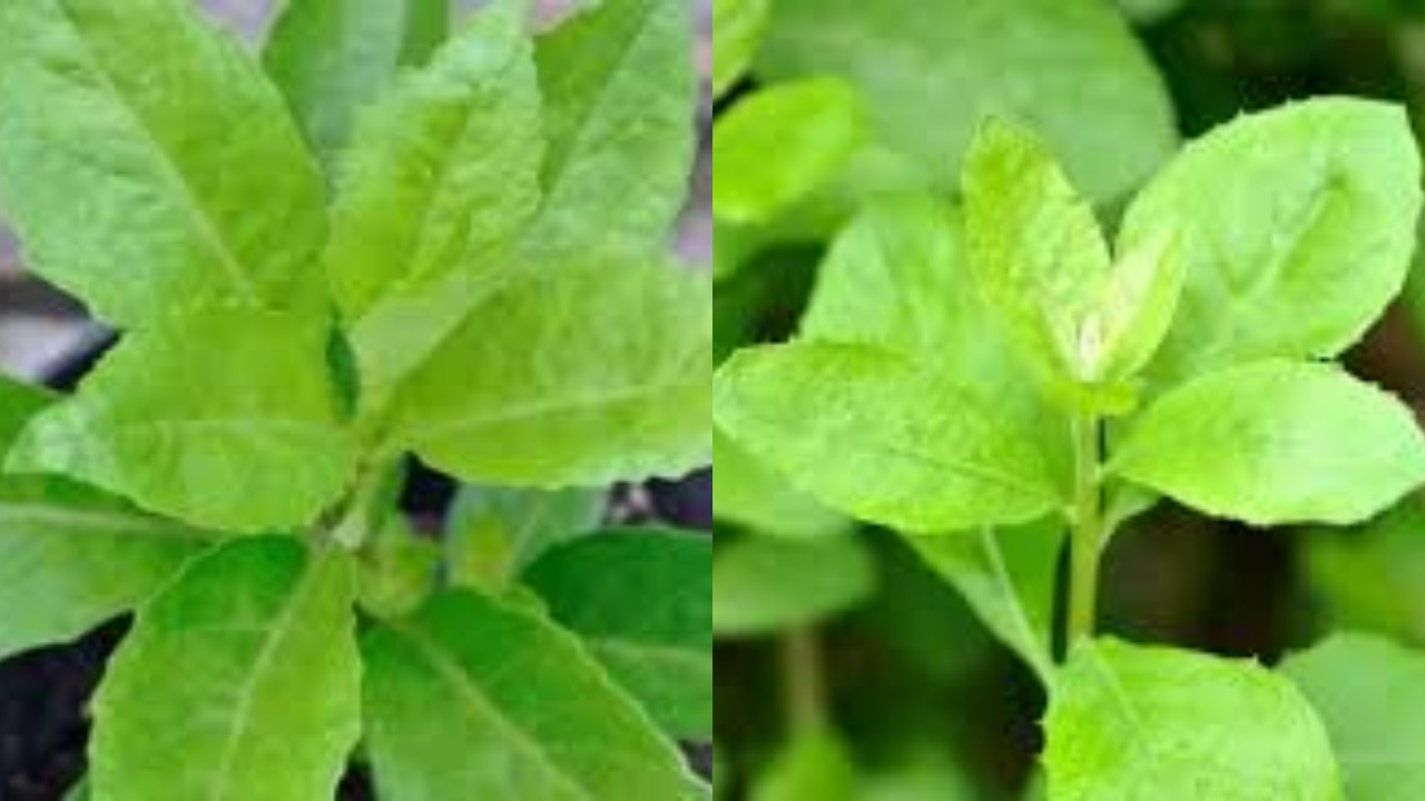 Kamu Harus Tahu! Inilah Kandungan Nutrisi Dan Manfaat Daun Beluntas Untuk Kesehatan 