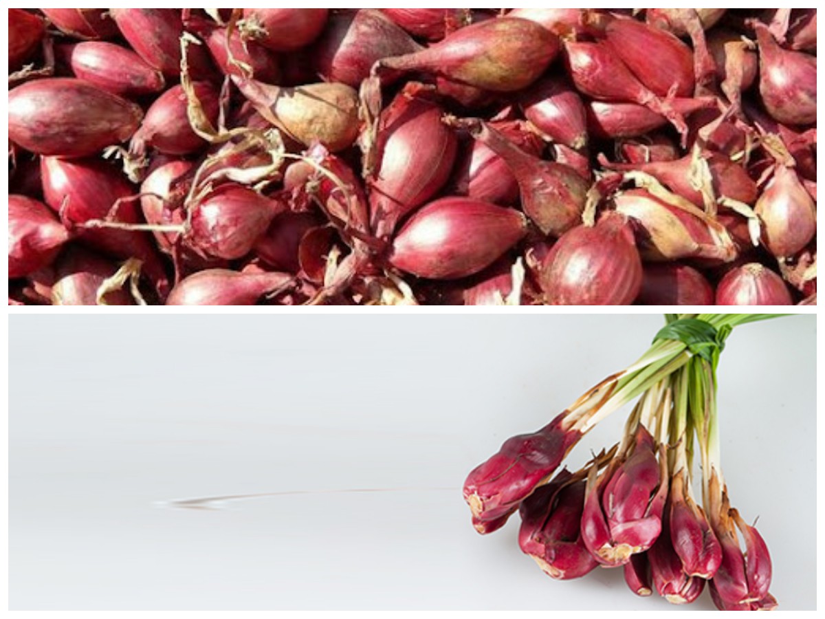 Manfaat Bawang Dayak bagi Kesehatan, Termasuk Menurunkan Darah Tingg