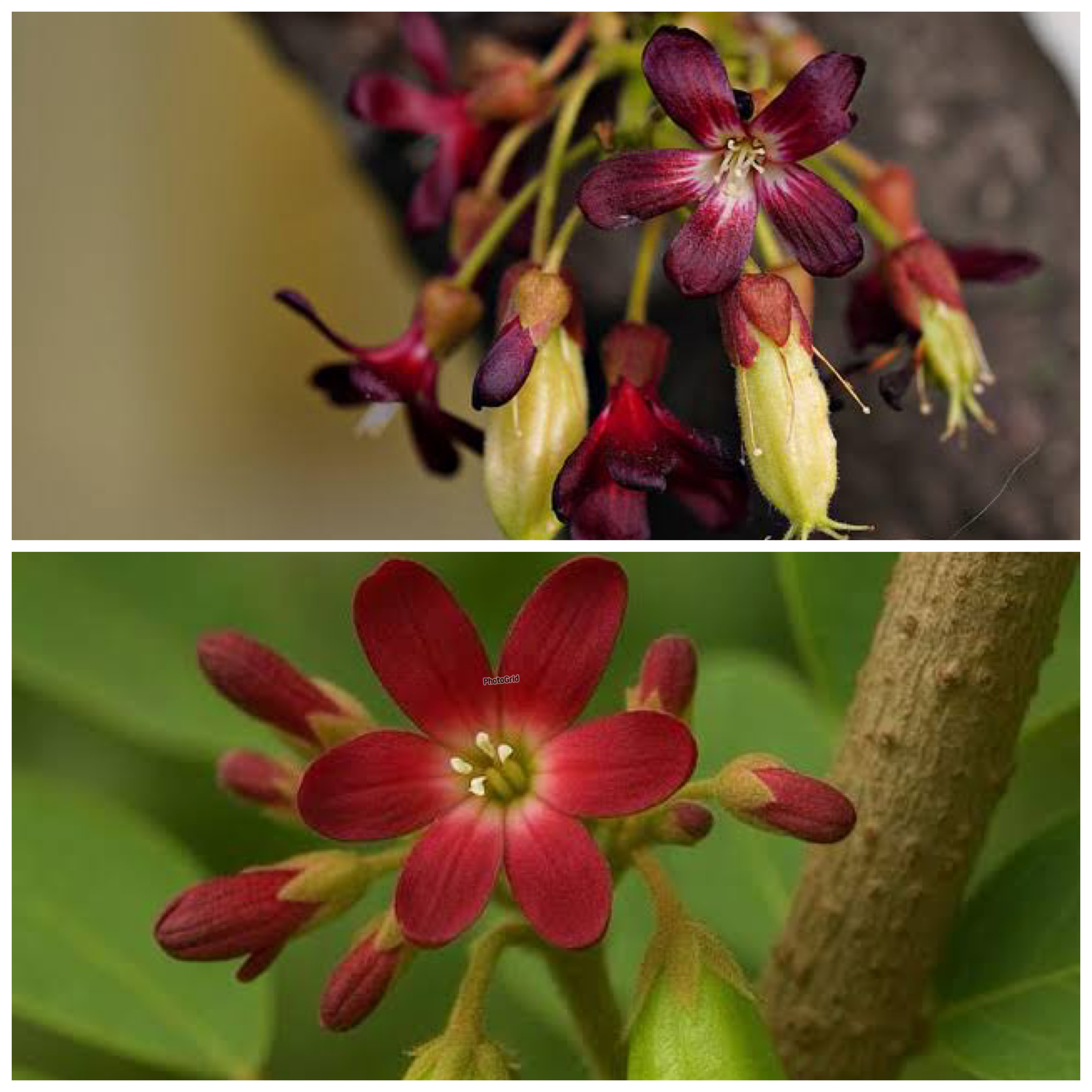 Rahasia Khasiat Bunga Belimbing Wuluh untuk Kesehatan yang Jarang Diketahui!