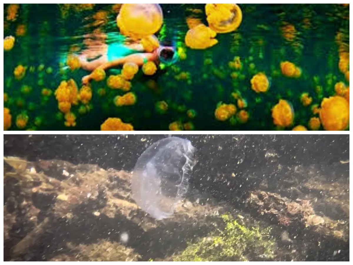 Danau Kakaban, Surga Tersembunyi di Kalimantan: Ketika Air Laut Bertemu Keajaiban Alam