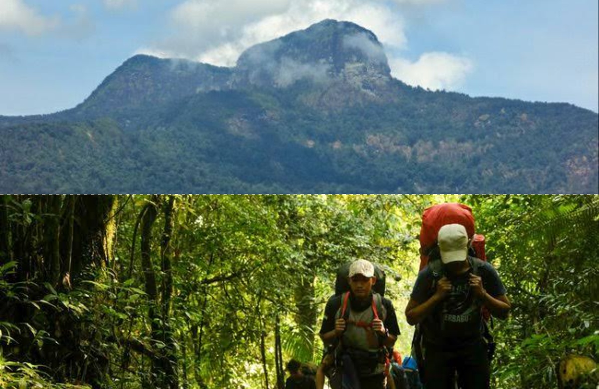 Apa yang Membuat Gunung Saran Menarik untuk Dijelajahi di Pulau Borneo? Ini Alasannya!