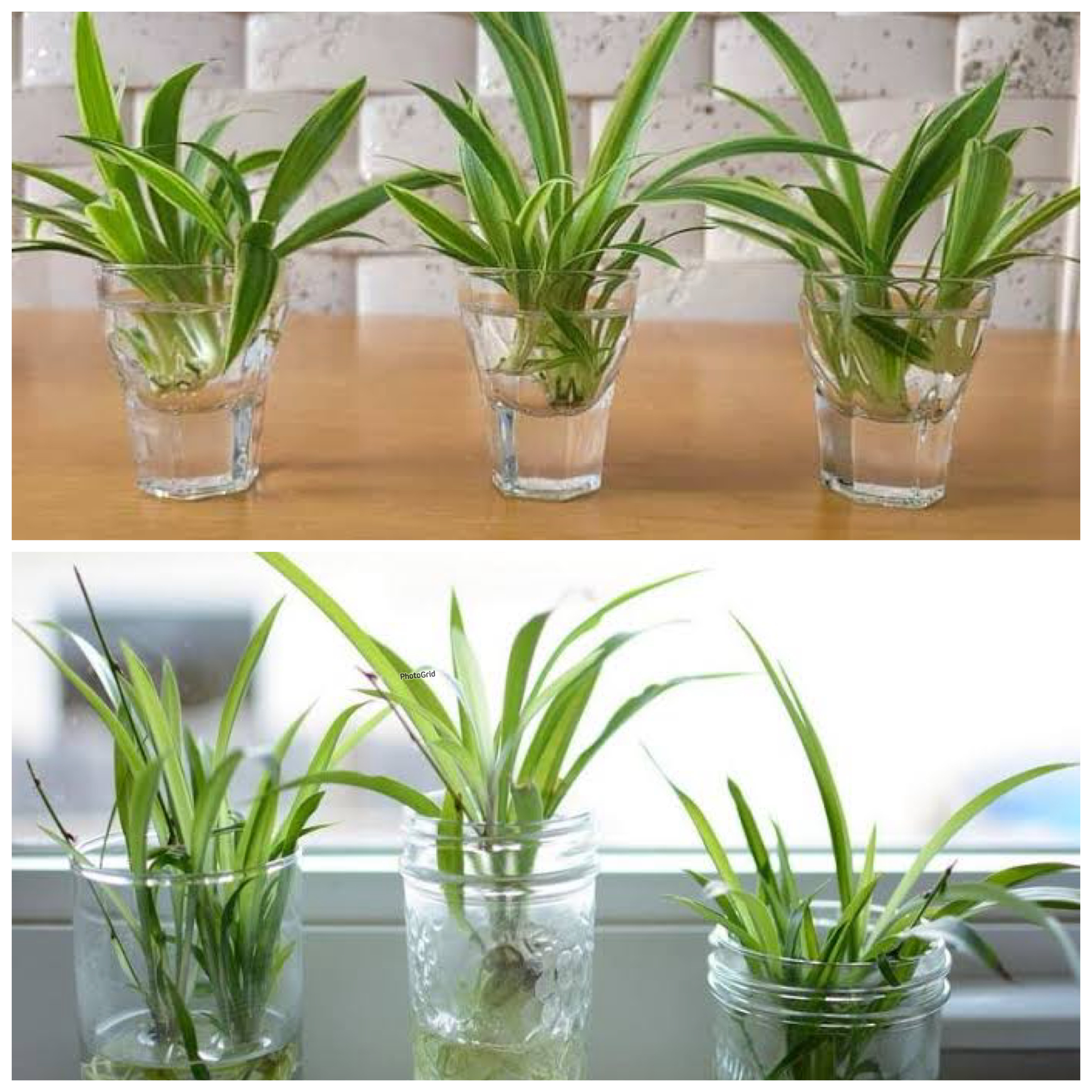 Rumah Makin Segar! 7 Tanaman Hias Hidroponik di Botol Kaca yang Praktis dan Kekinian